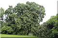 ST0972 : Lime trees, West Garden, Dyffryn Gardens by M J Roscoe
