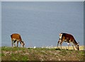 NG9994 : Red  Deer  grazing, Croft  7  Badluarach by Martin Dawes