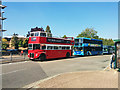 Unusual visitor, Crawley bus station