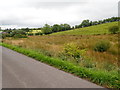 Interdrumlin wetland on the south side of Macullagh Road