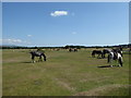 SX5167 : Dartmoor Ponies - Roborough Down by Chris Allen