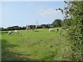 Cattle and sheep grazing near Loxhore