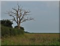 TM4354 : Dead tree by Lambert's Lane by Neil Theasby