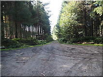 S7536 : Forest Track by kevin higgins