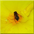 Bee in a flower near the River Weaver, Nantwich