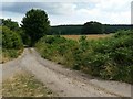 Country lane opposite Shepherd