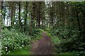 Footpath in Hameldon Woods