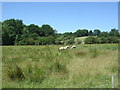 Sheep grazing off Shire Way, Glossop