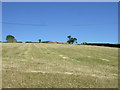 Cut silage field north of Hayfield