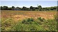 Field near Wylye