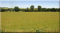 Wylye flood plain