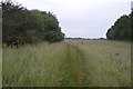 SP4509 : Thames Path through a meadow by N Chadwick