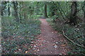 Path through Newbottle Spinney