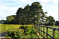 Edge of paddock, Norman Court Stud