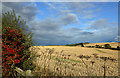 Farmland at Shoreswood