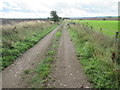 Track out from North Wood near Careston