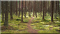 Path in Braeval Wood, Munlochy