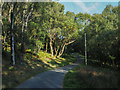 Narrow road winding through deciduous trees