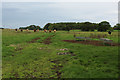 NU2419 : Grass field near Craster West Farm by Graham Robson