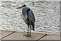 A heron at Kingcraig Lake