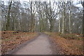 TQ4398 : Centenary Walk, Epping Forest by N Chadwick