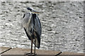 A heron at Kingcraig Lake (3)