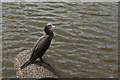 A cormorant at Kingscraig Lake