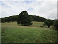 Grass fields and The Cwm