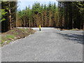 M7477 : Recently created access into a forest located between Bohagh and Emlagh by Peter Wood