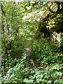 Footpath in Cwm Glesyrch