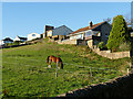 Horse in a field at Windmill Hill