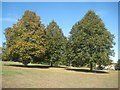 Chesham: Lime trees in Lowndes Park