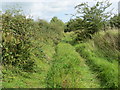 M8074 : A somewhat overgrown enclosed farm track near Bushfield by Peter Wood