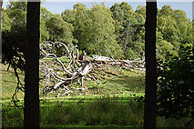 NJ0528 : Dead Tree by Anne Burgess