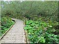 Boardwalk on the Clyde Walkway