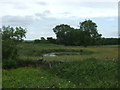 Pond and grazing, Hamsterley