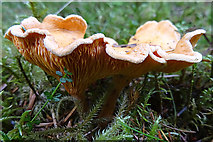 NJ0931 : Fungus by Anne Burgess