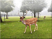 SJ7387 : Deer on the Lawn at Dunham Massey Hall by David Dixon