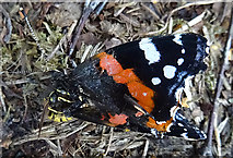 NJ1536 : Red Admiral Butterfly by Anne Burgess