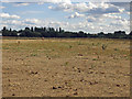 Large open space northeast of Colnbrook (4)