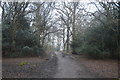 Centenary Walk, Epping Forest