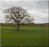 ST6533 : Lonesome tree by N Chadwick