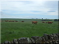 Cattle near Windy Bank Road