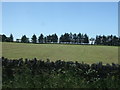 NZ0626 : Grassland near Woodland by JThomas