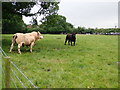 Stand-off between two bulls at Hall Bank Farm