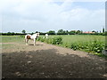 Horses at Linton Woods Farm