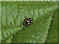 14-Spot Ladybird