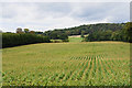 Field of maize by Habberley Road