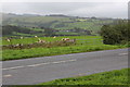 Sheep pasture next to A4215