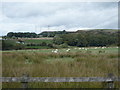 Rough grazing off Moorside Road